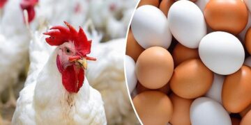 أسعار الدواجن والبيض