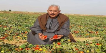 أسعار الطماطم