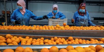 وزير الزراعة: مصر من أهم الدول في تصدير البرتقال عالميًا