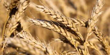 وزير الزراعة: موسم القمح الحالي يسجل معدلات غير مسبوقة في الحصاد والتوريد