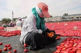 توقعات بارتفاع أسعار الطماطم في النصف الثاني من 2025 بسبب اتفاقية تصدير جديدة