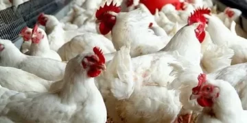 أسعار الفراخ