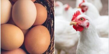 استقرار أسعار الفراخ في بورصة الدواجن الثلاثاء 15 أبريل 2025