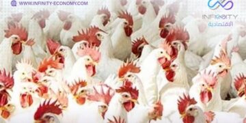 وزير التموين يقرر تخفيض أسعار الدواجن المجمدة والبيض بمناسبة أعياد الربيع وشم النسيم