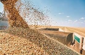 وزير التموين: توريد أكثر من 3.5 مليون طن قمح حتى الآن