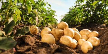 قفزة في صادرات البطاطس المصرية لروسيا تصل إلى 300% خلال 4 شهور