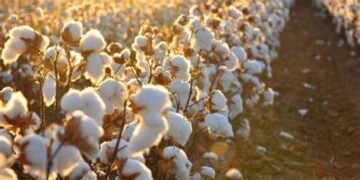 الحكومة تتوسع في زراعة القطن قصير التيلة بتوشكى والعوينات لتعزيز الإنتاج المحلي