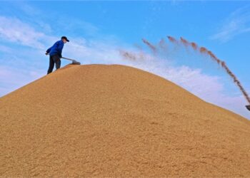 وزير الزراعة: صرف مستحقات الفلاحين خلال 48 ساعة.. و 2.5 مليون طن قمح تم توريدها حتى الآن