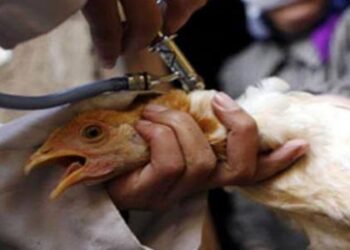 مصادر بوزارة الزراعة لـ"إنفينيتي": 675 ألف إصابة بين الطيور خلال المسح الوبائي