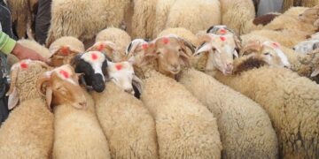 الزراعة: ذبح 34 ألف أضحية مجانًا في مجازر الدولة خلال عيد الأضحى