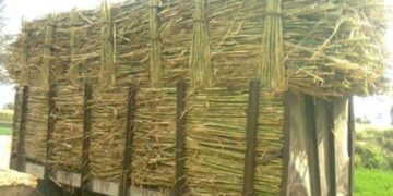 مصر تقترب من تحقيق الاكتفاء الذاتي من السكر بدءًا من 2026