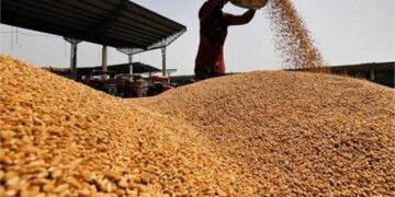 الحكومة: انتظام توريد القمح و3.91 مليون طن تم استلامها حتى الآن.. بزيادة 16% عن العام الماضي